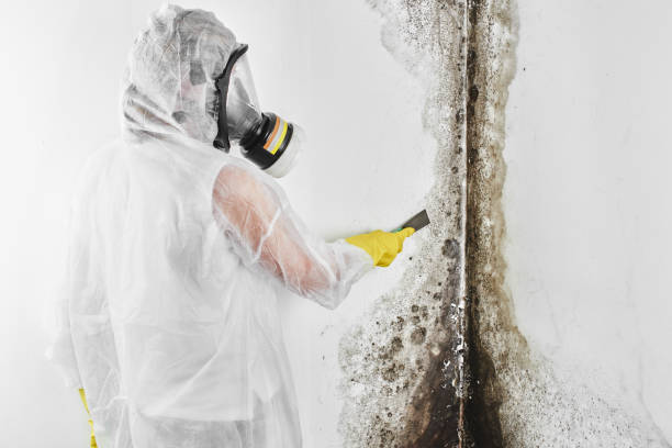 Best Kitchen Mold Remediation in Liberty, SC