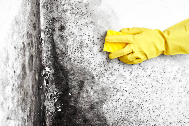 Best Insurance-Related Mold Remediation in Liberty, SC