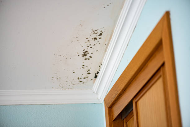 Best Post-Flood Mold Remediation in Liberty, SC