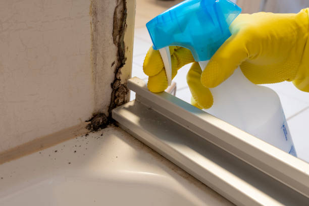 Best Residential Mold Remediation in Liberty, SC