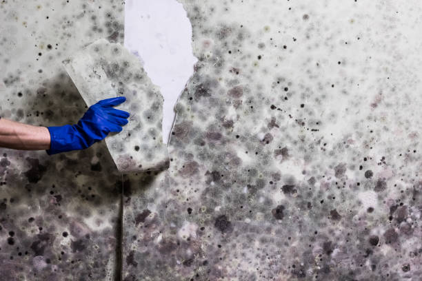 Best Localized Mold Remediation (e.g., coastal areas, humid climates) in Liberty, SC